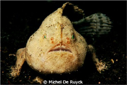 I think this should be a Cryptic Frogfish. Shot was taken... by Michel De Ruyck 